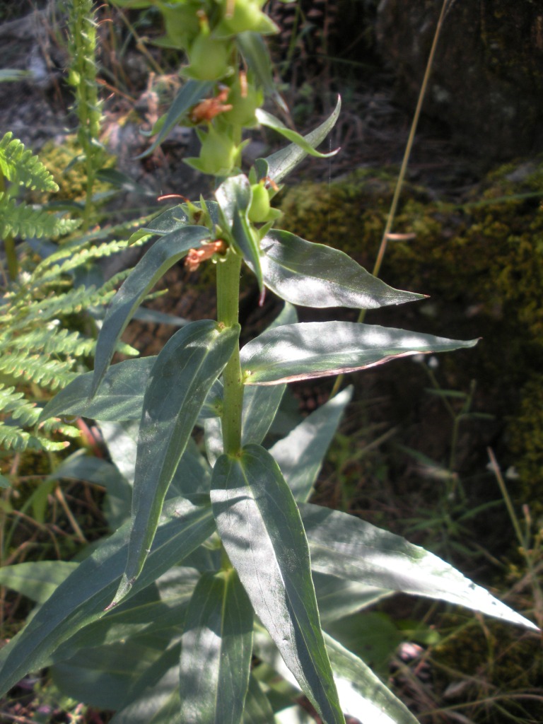 Digitalis micrantha (=D.lutea subsp. australis )/ Digitale appenninica